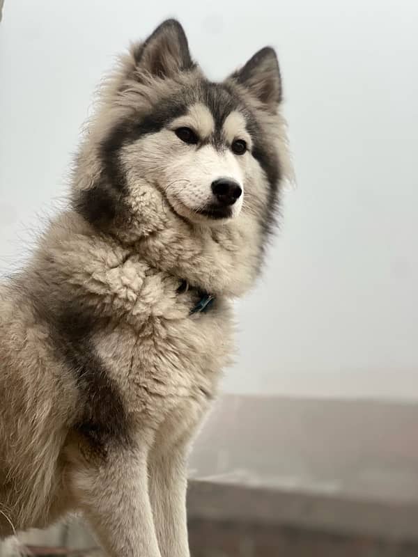 Husky Woolly Cote Urgent Sale 4