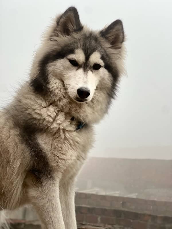 Husky Woolly Cote Urgent Sale 5