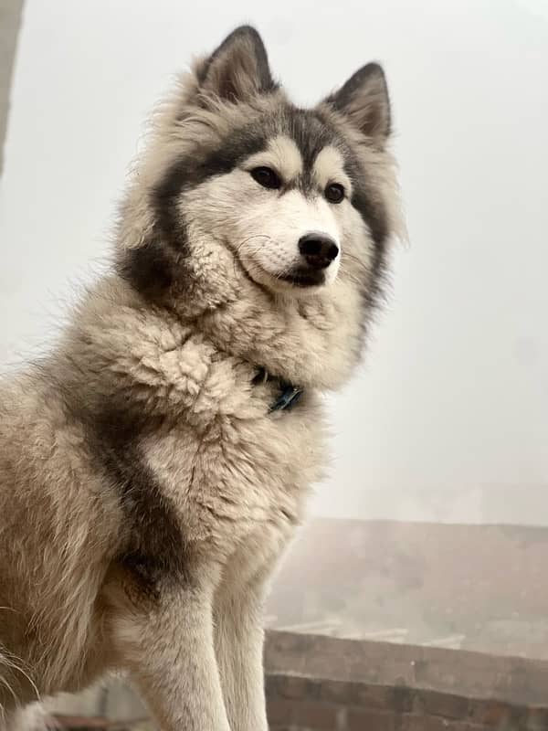 Husky Woolly Cote Urgent Sale 7