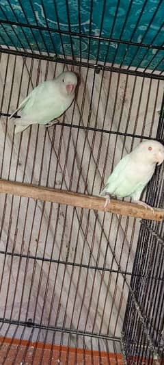 Albino red eyes breeder pair