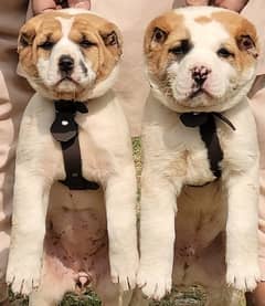 alabai pair security dogs 2 months for sale