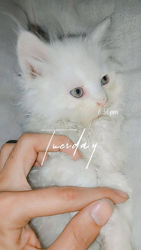 kittens baby Persian cat available 0