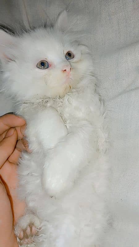 kittens baby Persian cat available 1