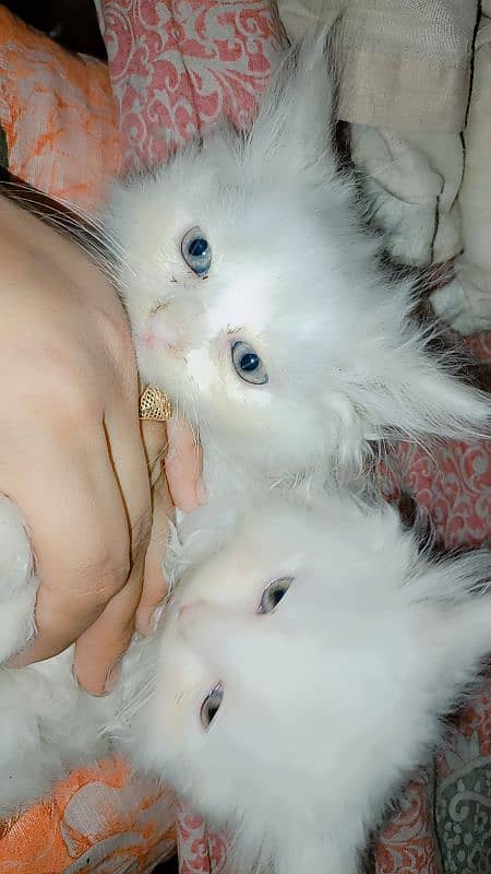 kittens baby Persian cat available 2