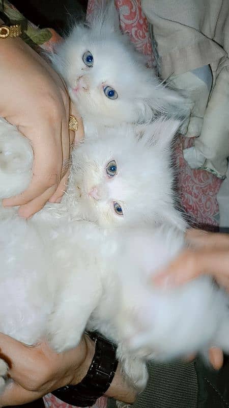 kittens baby Persian cat available 3