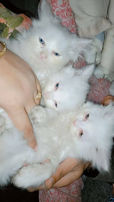 kittens baby Persian cat available 4