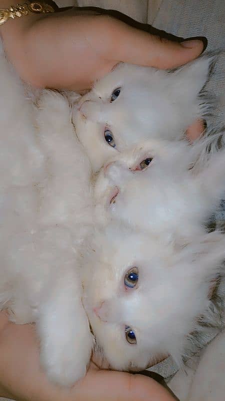 kittens baby Persian cat available 5