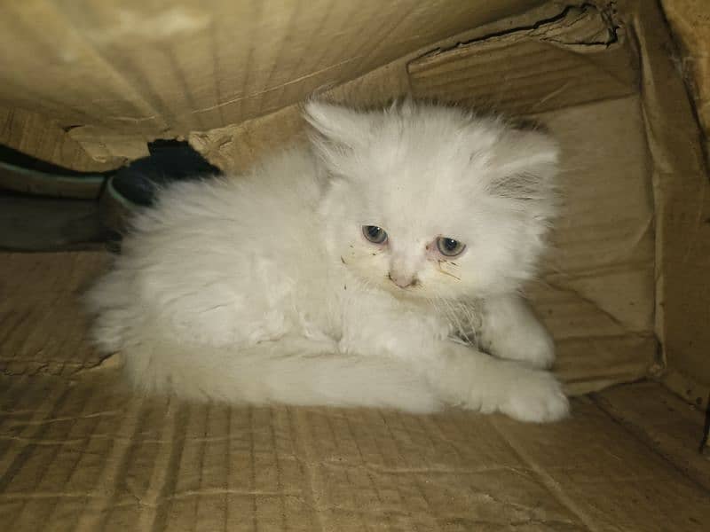 kittens baby Persian cat available 6