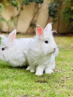 Angoora rabbits breeder pair for sale