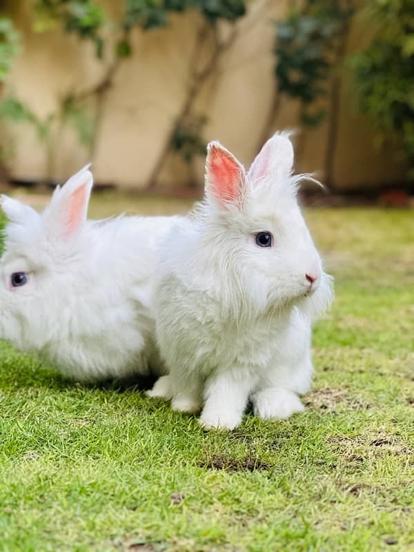 Angoora rabbits breeder pair for sale 0