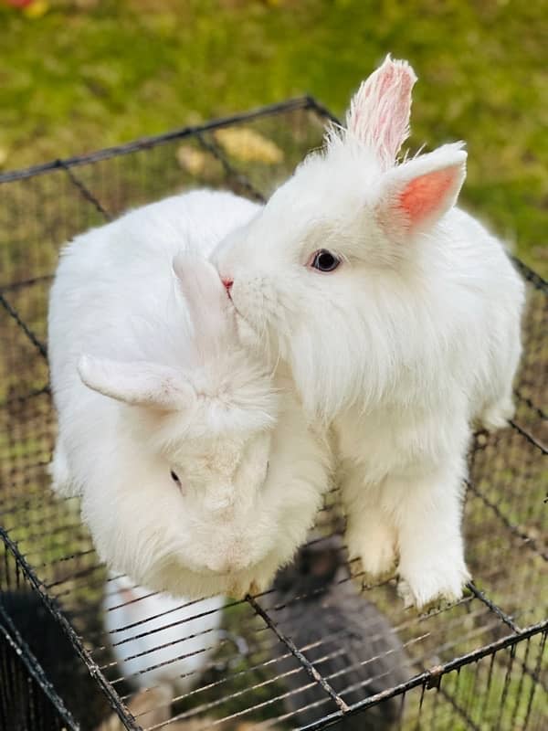 Angoora rabbits breeder pair for sale 1