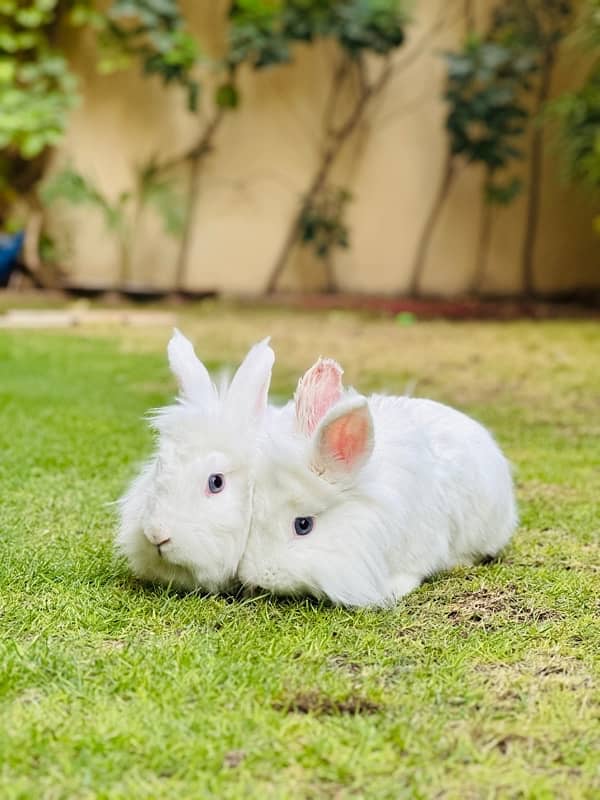 Angoora rabbits breeder pair for sale 2