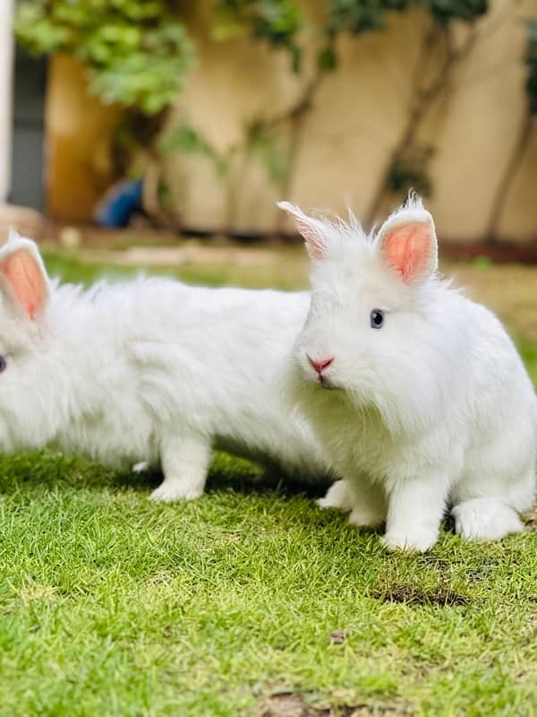 Angoora rabbits breeder pair for sale 3