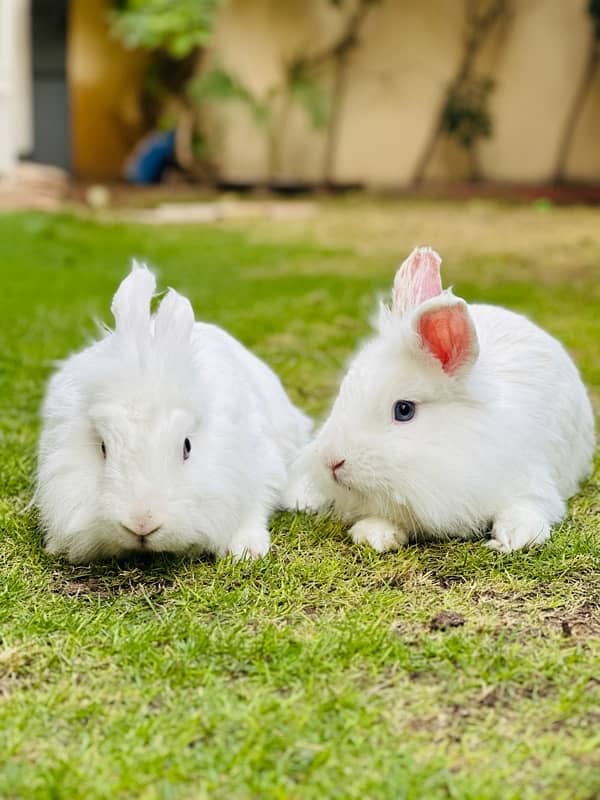 Angoora rabbits breeder pair for sale 4