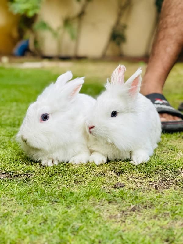 Angoora rabbits breeder pair for sale 5