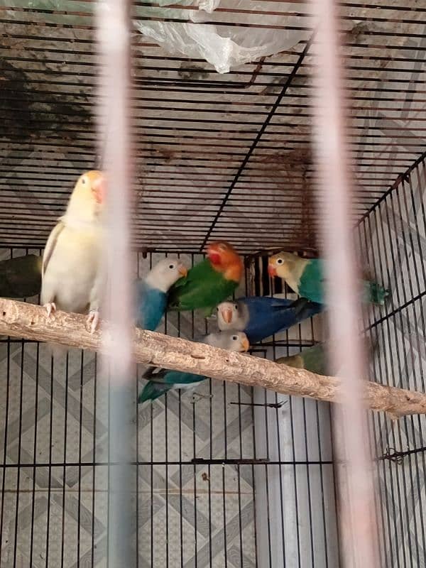 Lovebirds 3