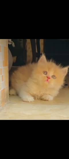 Persian  beautiful cat for sale 0329/70/37/447 my WhatsApp number