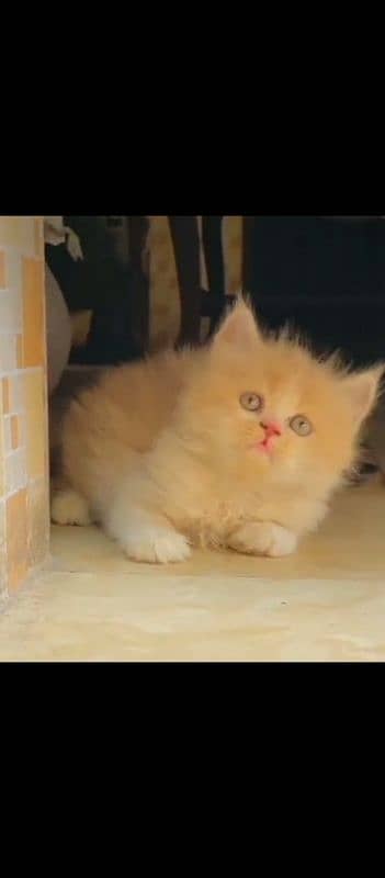 Persian  beautiful cat for sale 0329/70/37/447 my WhatsApp number 0