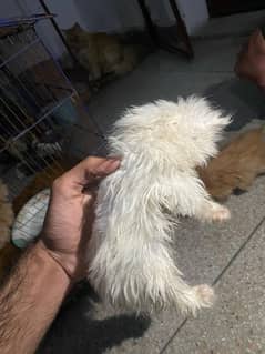 persian kitten tripple coated punch face