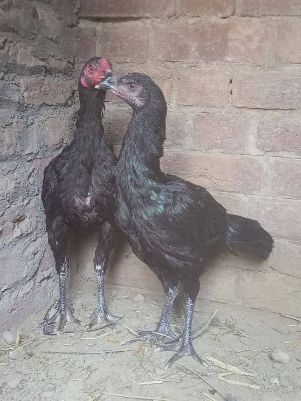 Thai pair available for sale location Gujrat city 0