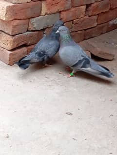 Indian Roller jora hai zameen pe khelnay wala