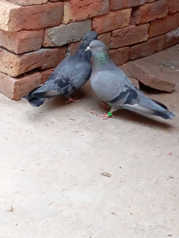 Indian Roller jora hai zameen pe khelnay wala 0