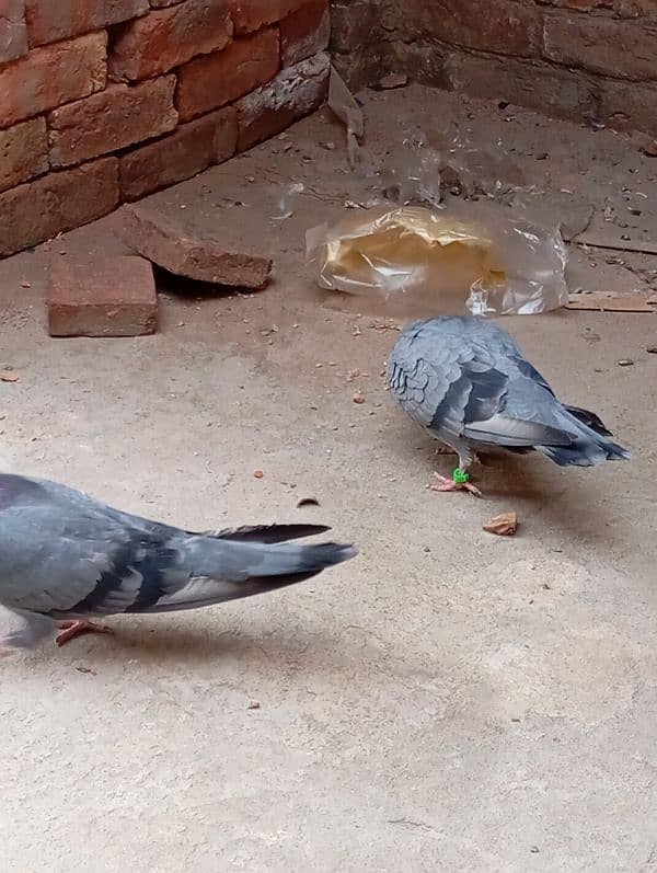 Indian Roller jora hai zameen pe khelnay wala 1