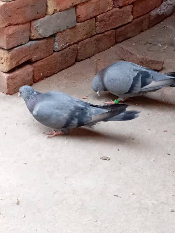 Indian Roller jora hai zameen pe khelnay wala 2