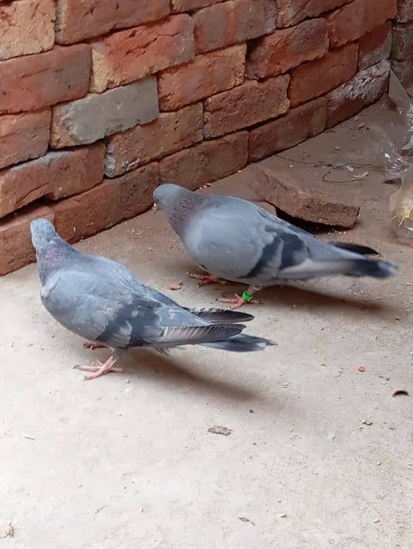 Indian Roller jora hai zameen pe khelnay wala 5