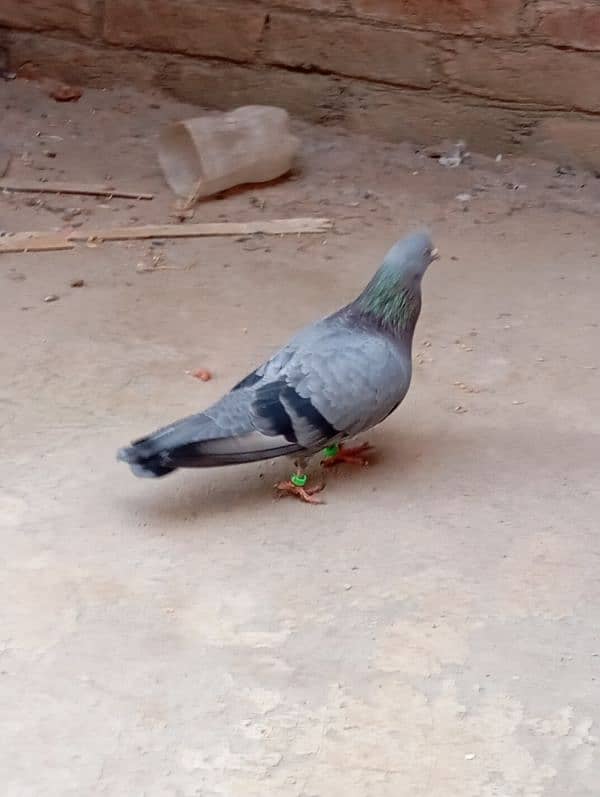 Indian Roller jora hai zameen pe khelnay wala 6