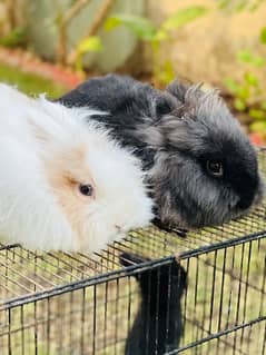 teddy bear drawf breeder pair rabbits for sale