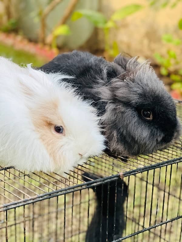 teddy bear drawf breeder pair rabbits for sale 0