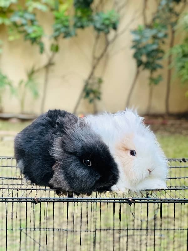 teddy bear drawf breeder pair rabbits for sale 1