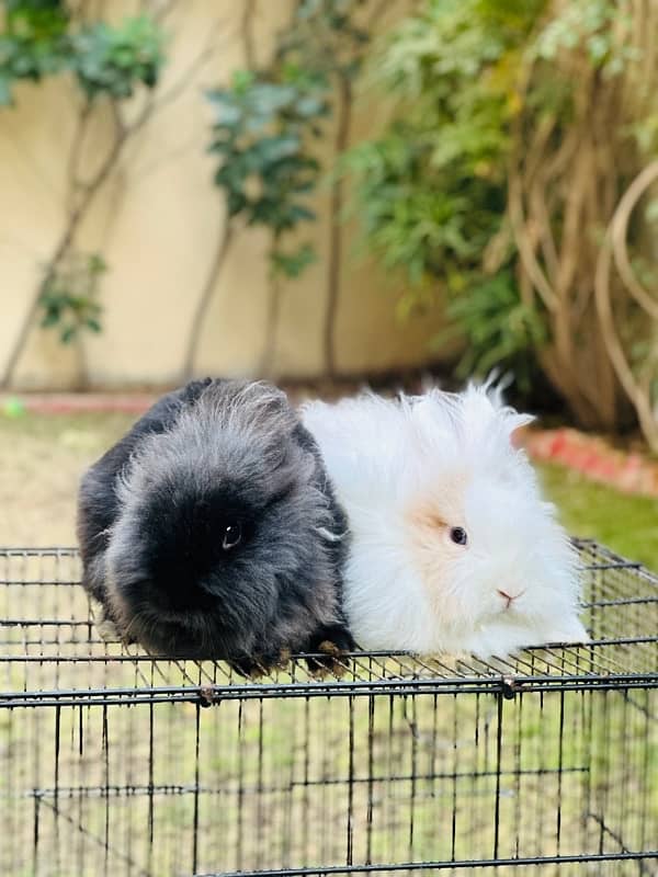 teddy bear drawf breeder pair rabbits for sale 2