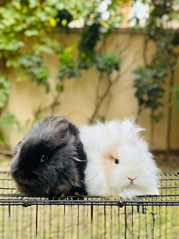 teddy bear drawf breeder pair rabbits for sale 3