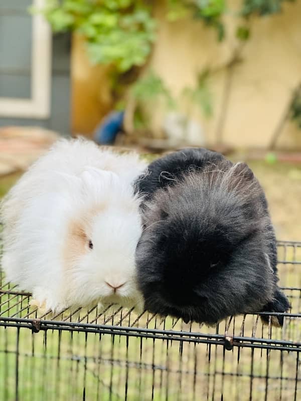 teddy bear drawf breeder pair rabbits for sale 4