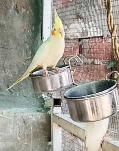 common white cocktail birds