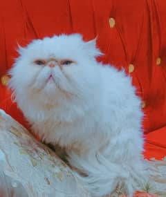 persian peki male cat