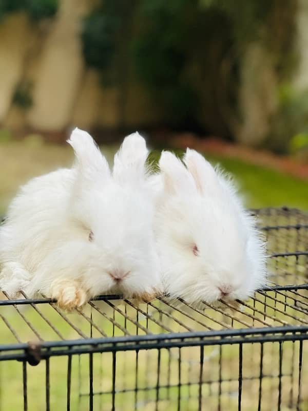 lion head bunnies rabbits available for sale 1