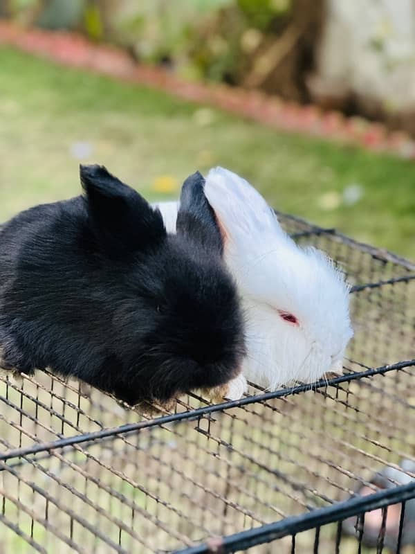 lion head bunnies rabbits available for sale 2