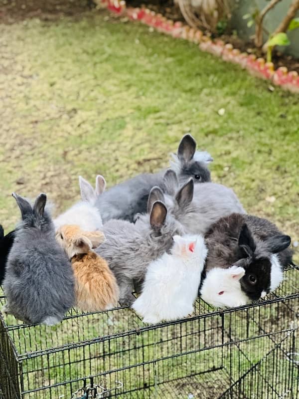 lion head bunnies rabbits available for sale 3