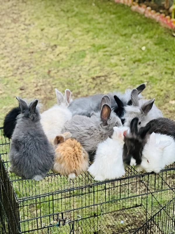 lion head bunnies rabbits available for sale 4