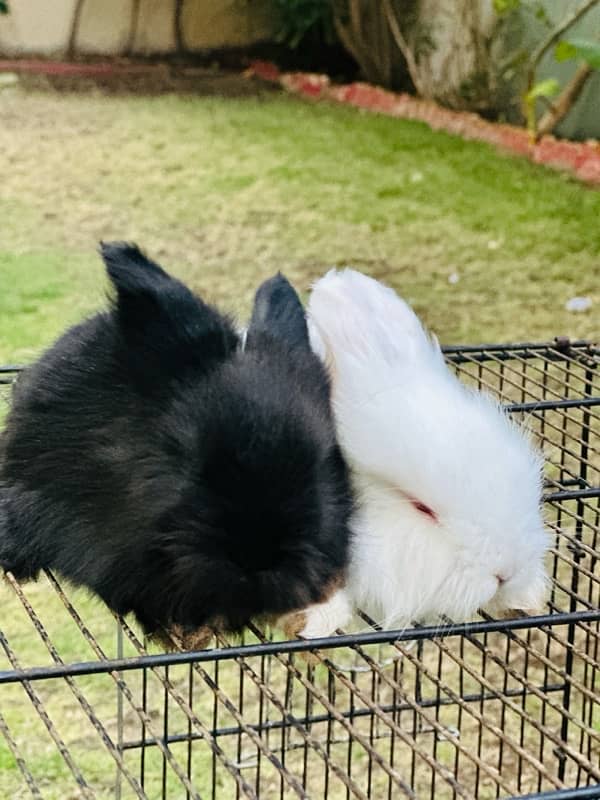 lion head bunnies rabbits available for sale 5