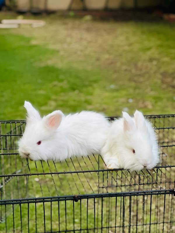 lion head bunnies rabbits available for sale 6