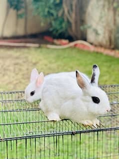 hotot dutch bunnies rabbits for sale