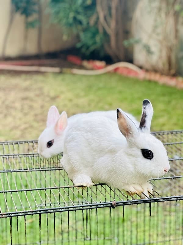 hotot dutch bunnies rabbits for sale 0