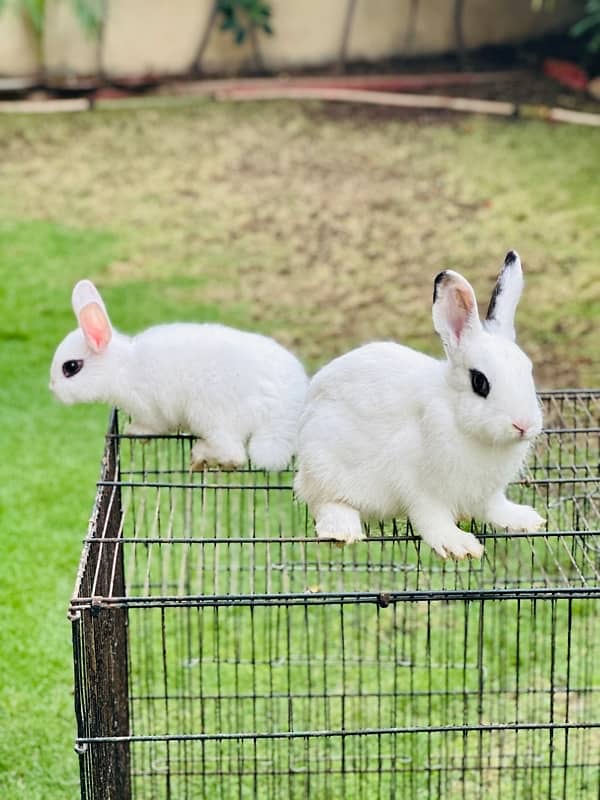 hotot dutch bunnies rabbits for sale 1