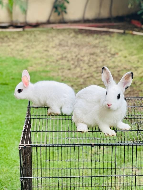 hotot dutch bunnies rabbits for sale 2