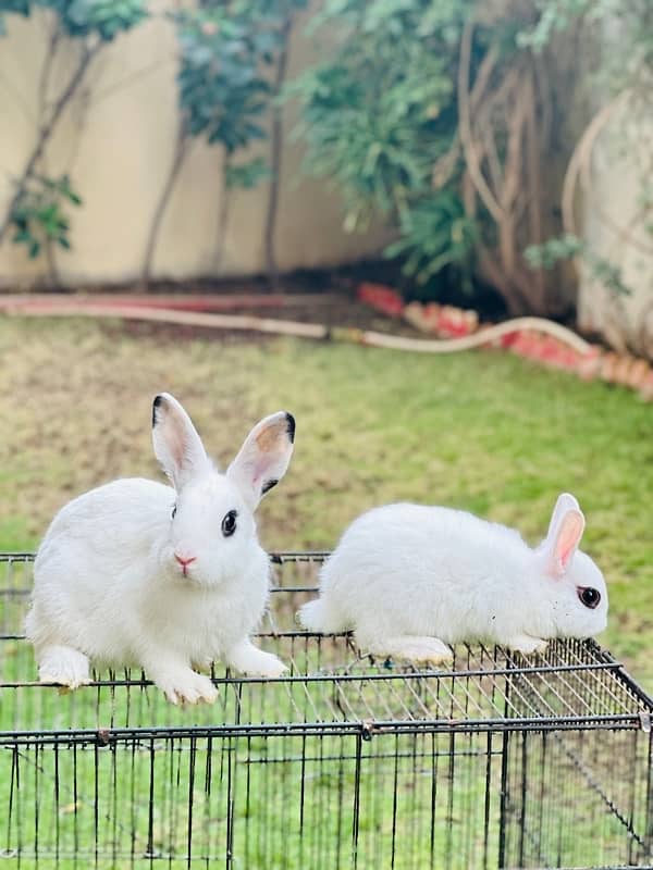 hotot dutch bunnies rabbits for sale 3