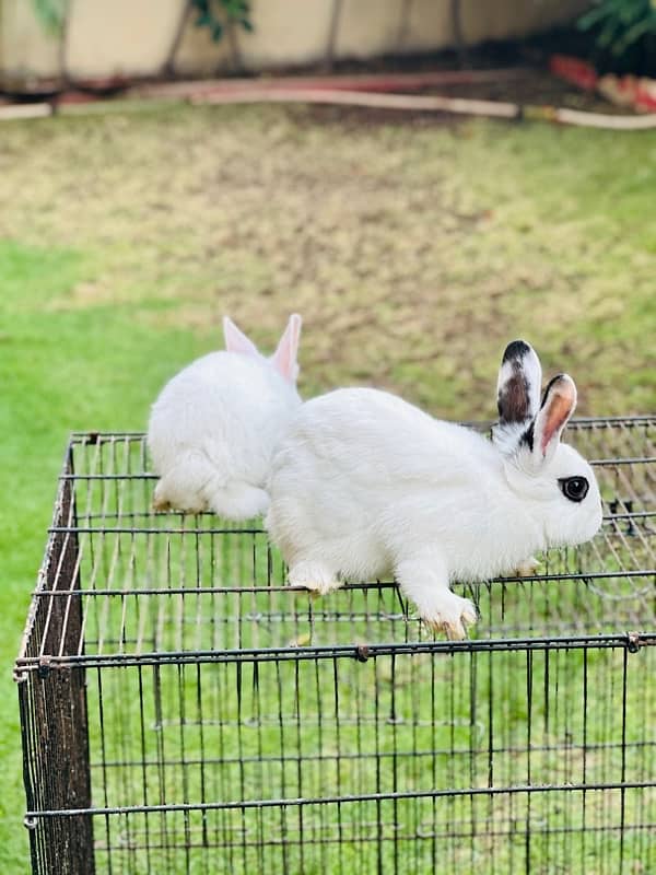 hotot dutch bunnies rabbits for sale 4